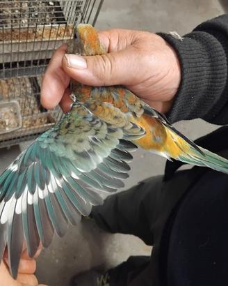 Parrochetto groppone