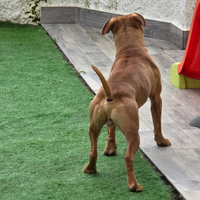 Pitbull Tombstone Stonewall Cavalier