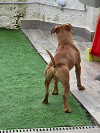 Pitbull Tombstone Stonewall Cavalier