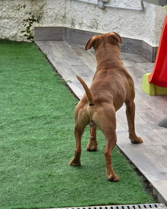 Pitbull Tombstone Stonewall Cavalier