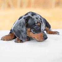 Cucciolo di Bassotto arlecchino