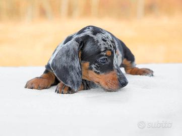 Cucciolo di Bassotto arlecchino