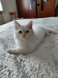 Gatti siberiani
