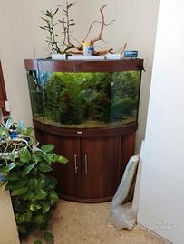 Acquario ,pesci e piante