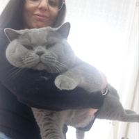 British Shorthair monta