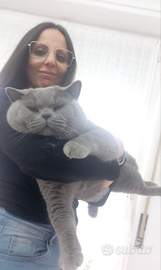 British Shorthair monta