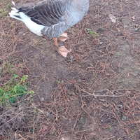 Oca di Tolosa maschio