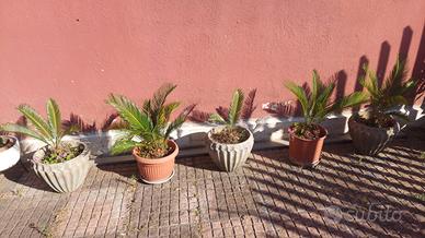 Cycas varie misure