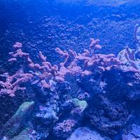 Talee coralli sps e ips