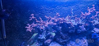 Talee coralli sps e ips