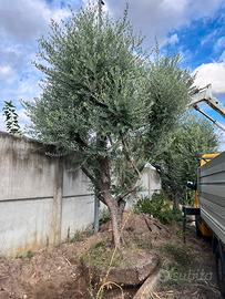 Pianta di Ulivo