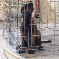 Disponibili cuccioli maschi di malinois