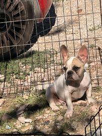 Bulldog francese