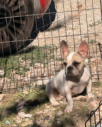 Bulldog francese