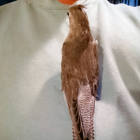 Calopsiti addestrati mano