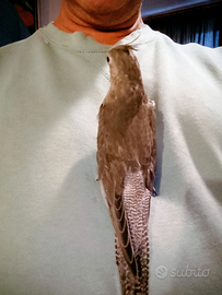 Calopsiti addestrati mano