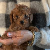 Cuccioli barboncini toy