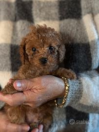 Cuccioli barboncini toy