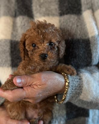 Cuccioli barboncini toy