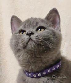 Gattino British Shorthair blu