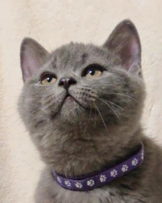 Gattino British Shorthair blu