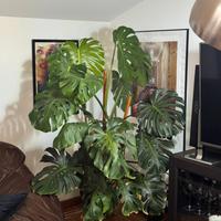 Pianta Monstera deliciosa grande vaso ceramica