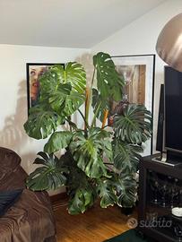Pianta Monstera deliciosa grande vaso ceramica