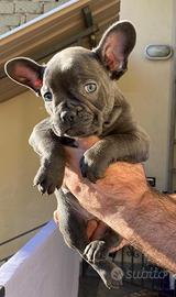 Bulldog francese cuccioli