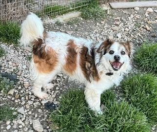 Birillo 4 anni Taglia piccola