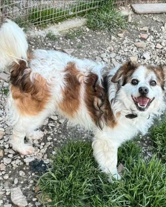 Birillo 4 anni Taglia piccola