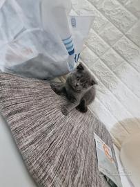 Scottish fold e Straight