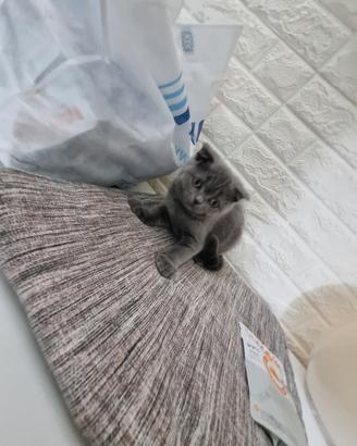 Scottish fold e Straight