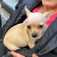 Chihuahua/pincher