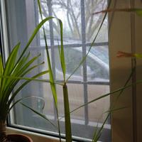 piantine lemongrass vere thailandesi