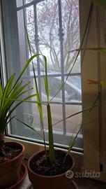 piantine lemongrass vere thailandesi