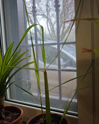 piantine lemongrass vere thailandesi