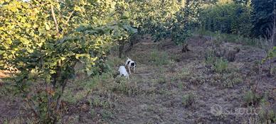 Pointer inglese femmina
