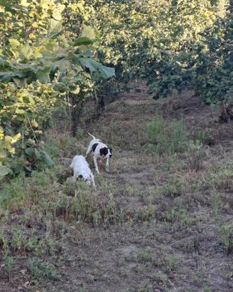 Pointer inglese femmina