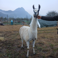 Lama