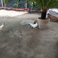 Gallo cresta a ciuffo