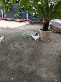 Gallo cresta a ciuffo