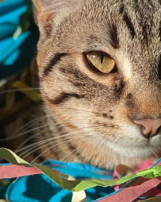 Regalasi gatto di 3 anni,dolce con bambini