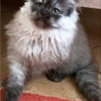 Cucciolo di persiani normotipici MASCHIO