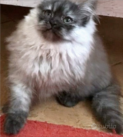 Cucciolo di persiani normotipici MASCHIO