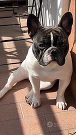 Bulldog francese