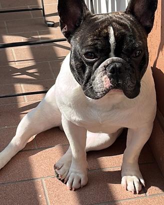 Bulldog francese