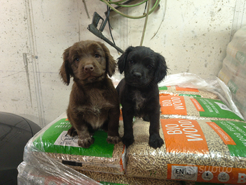 Lagotto springer da tartufo