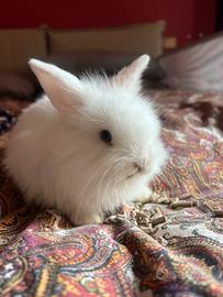 Conigli nani ariete/testa di leone