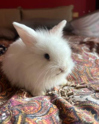 Conigli nani ariete/testa di leone