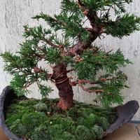 bonsai di ginepro itoigawa 